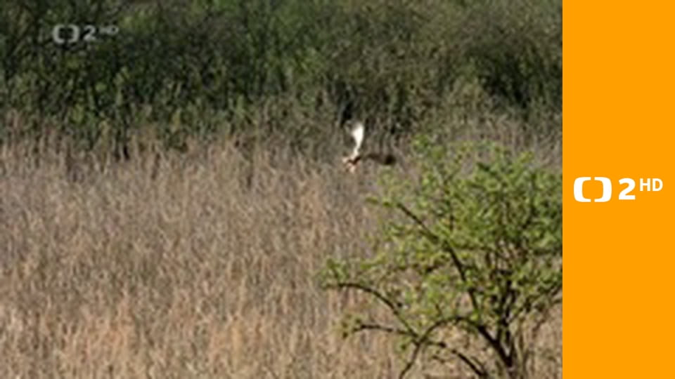 Magický les a mokřady