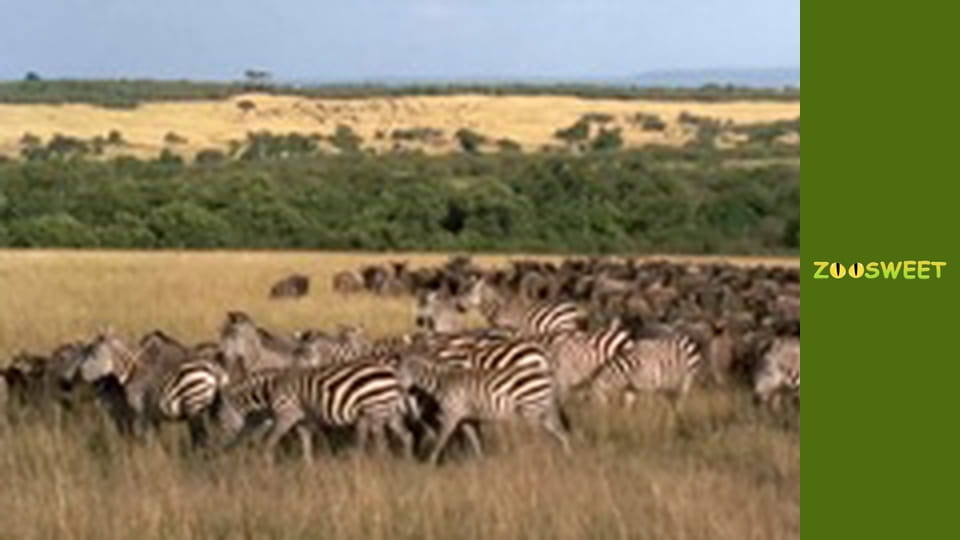 Моі друзі тварини. Малюки - серія 22