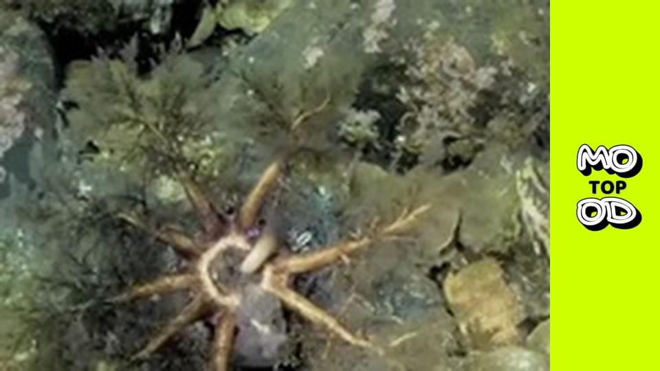 TopMood - Episode 71