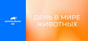 День в мире животных S1E5