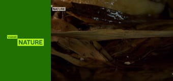 Дивна планета S1E1 - Історії походження