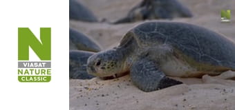 Planet Reef - Rescuing The Turtles In Raine Island