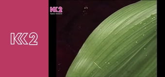 Спеція E25 - Страви з рисом