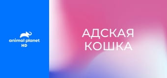 Адская кошка S8E4 - Дикий кот в магазине