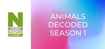 Animals Decoded Season 1 Episode 3