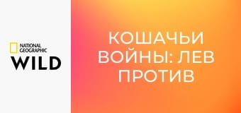 Кошачьи войны: лев против гепарда