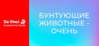 Бунтующие животные - Очень необычная стебельчатоглазая муха