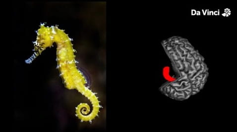 12. Heroic Hippocampus