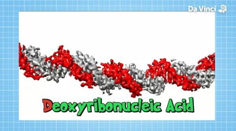 6. ДНК