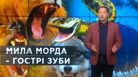 34. Тайны мира. Милая морда – острые зубы