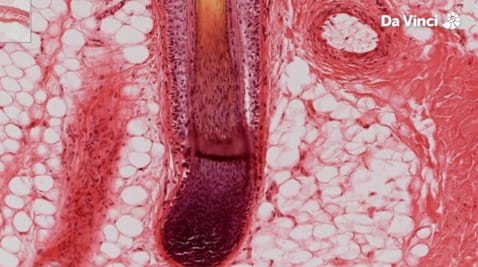 7. Растезљива скупљена коса