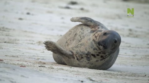 Scotland: The New Wild (2023) - 1 season