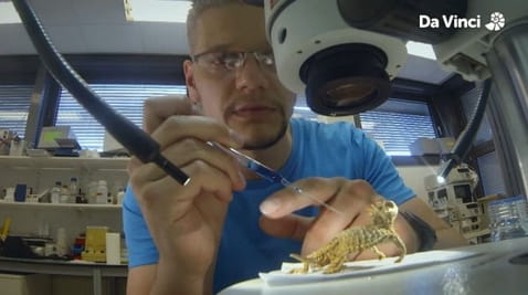 18. Laseri za oponašanje guštera! Kako gmazovi i bube potiču inovacije