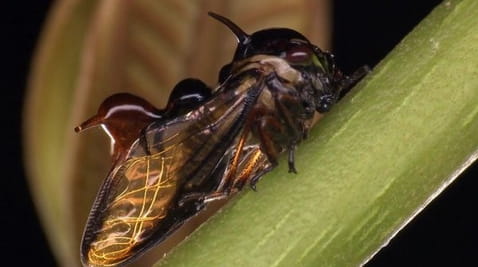 8. Sērija