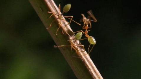 2, sērija