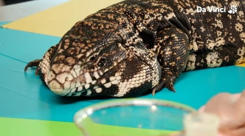 3. There’s a Lizard in the lab!