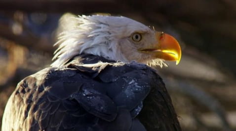 Alaska: A Year in the Wild (2017) - season 1