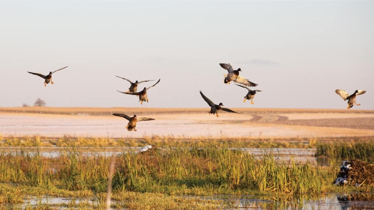 Wings Over Water