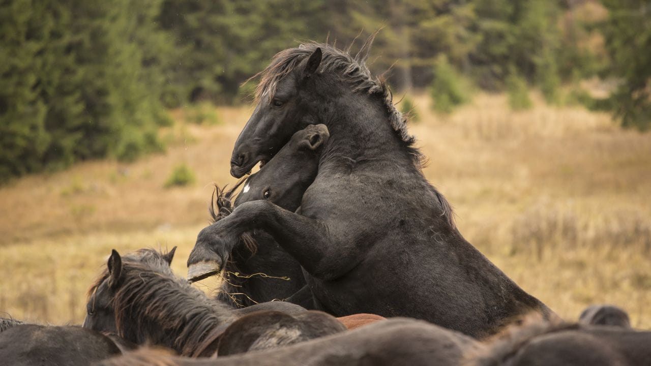 Hooves in the Wind