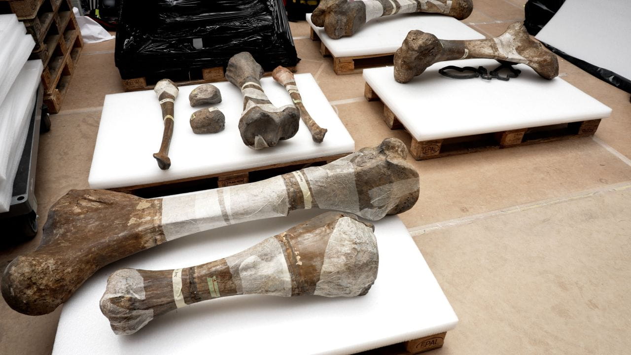 In the Footsteps of the Giant Mammoth