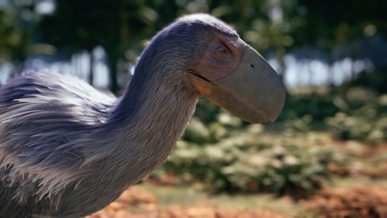 История птиц