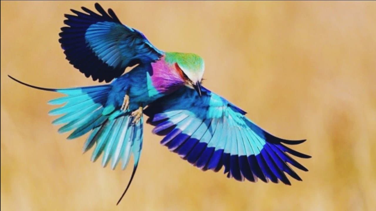 Les oiseaux