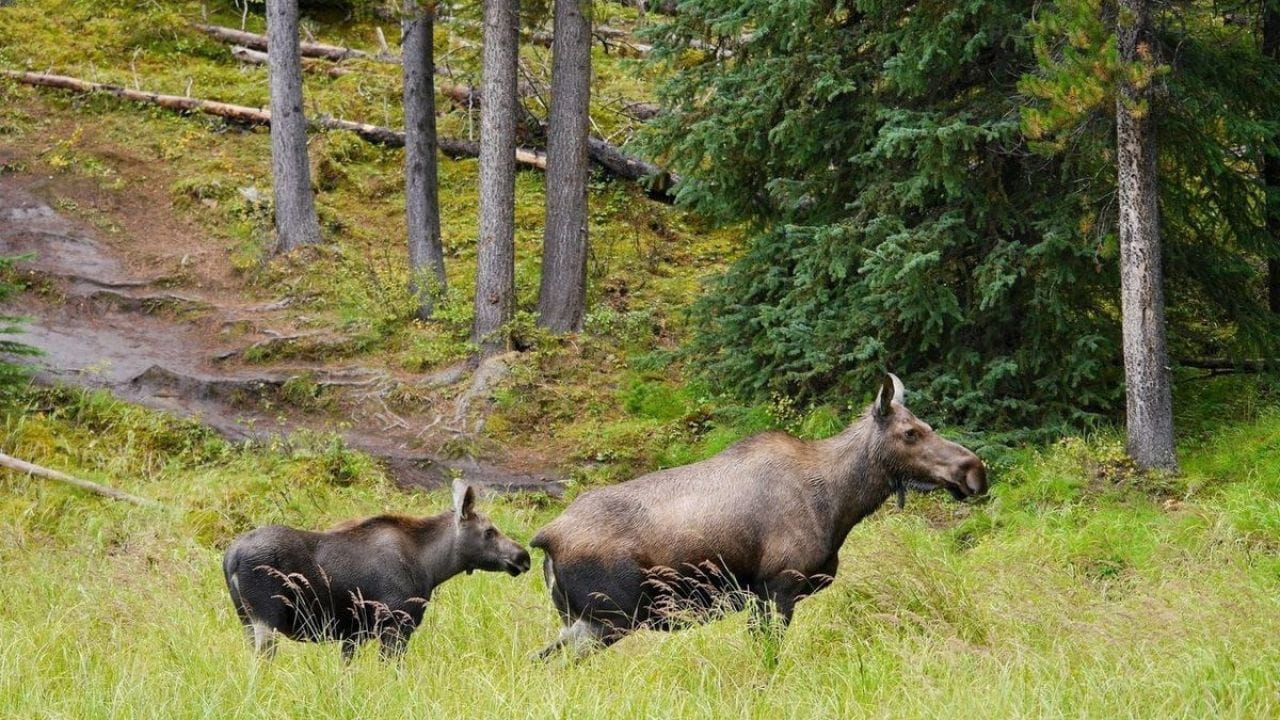 Canada: A Year In The Wild (2018)