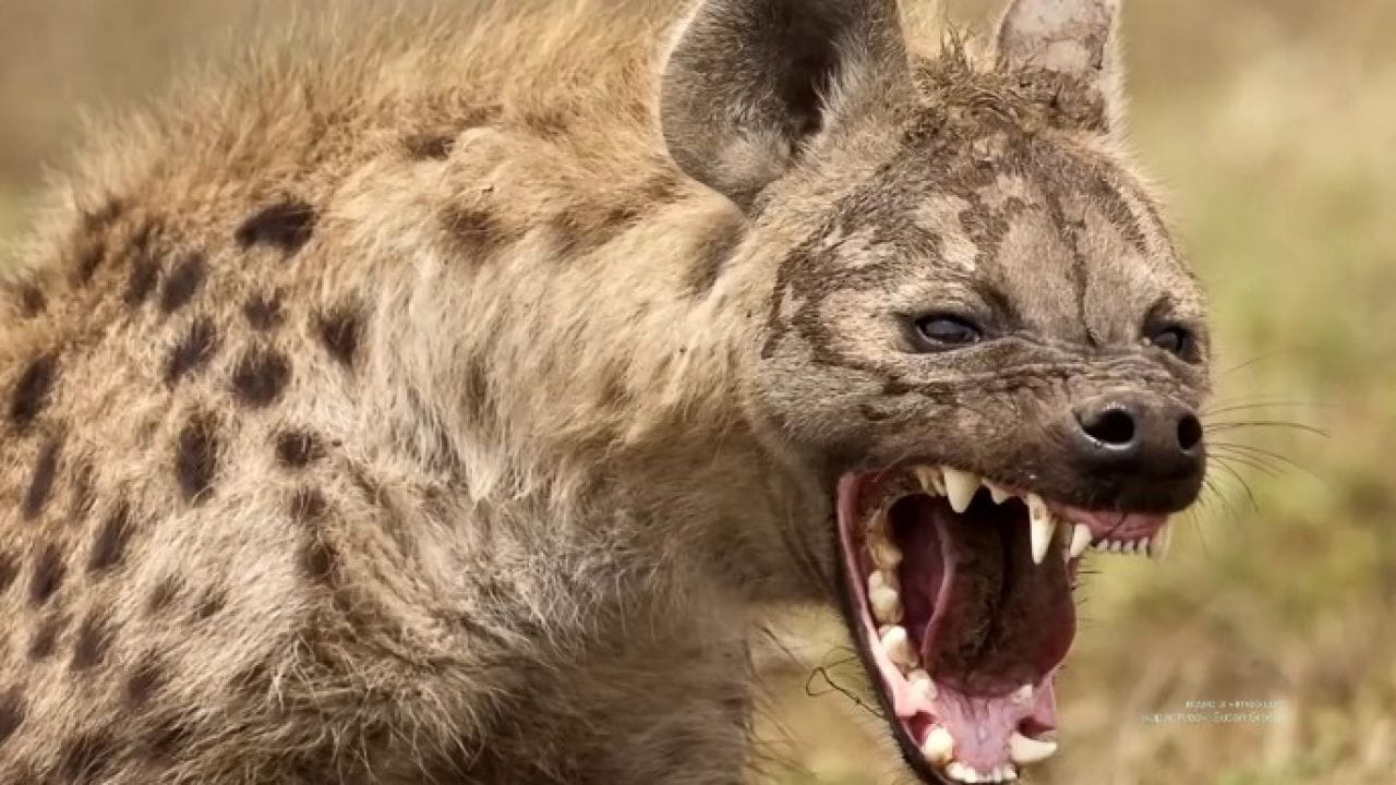 Lost World: Nature's Revenge (2018) – season 5