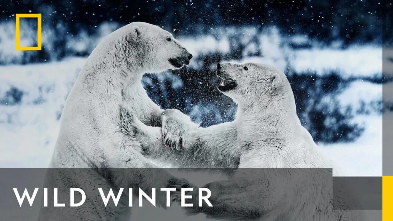 Wild Winter ( 2023 )
