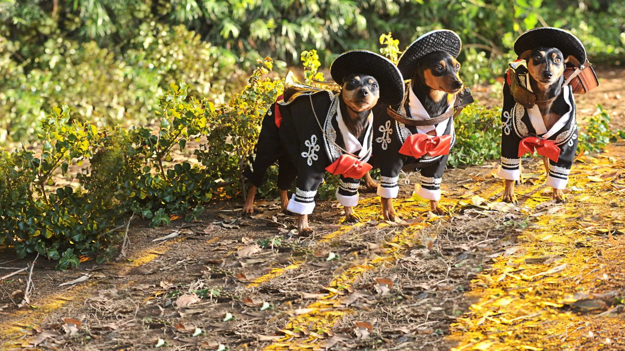 Beverly Hills Chihuahua 3 - Viva La Fiesta!