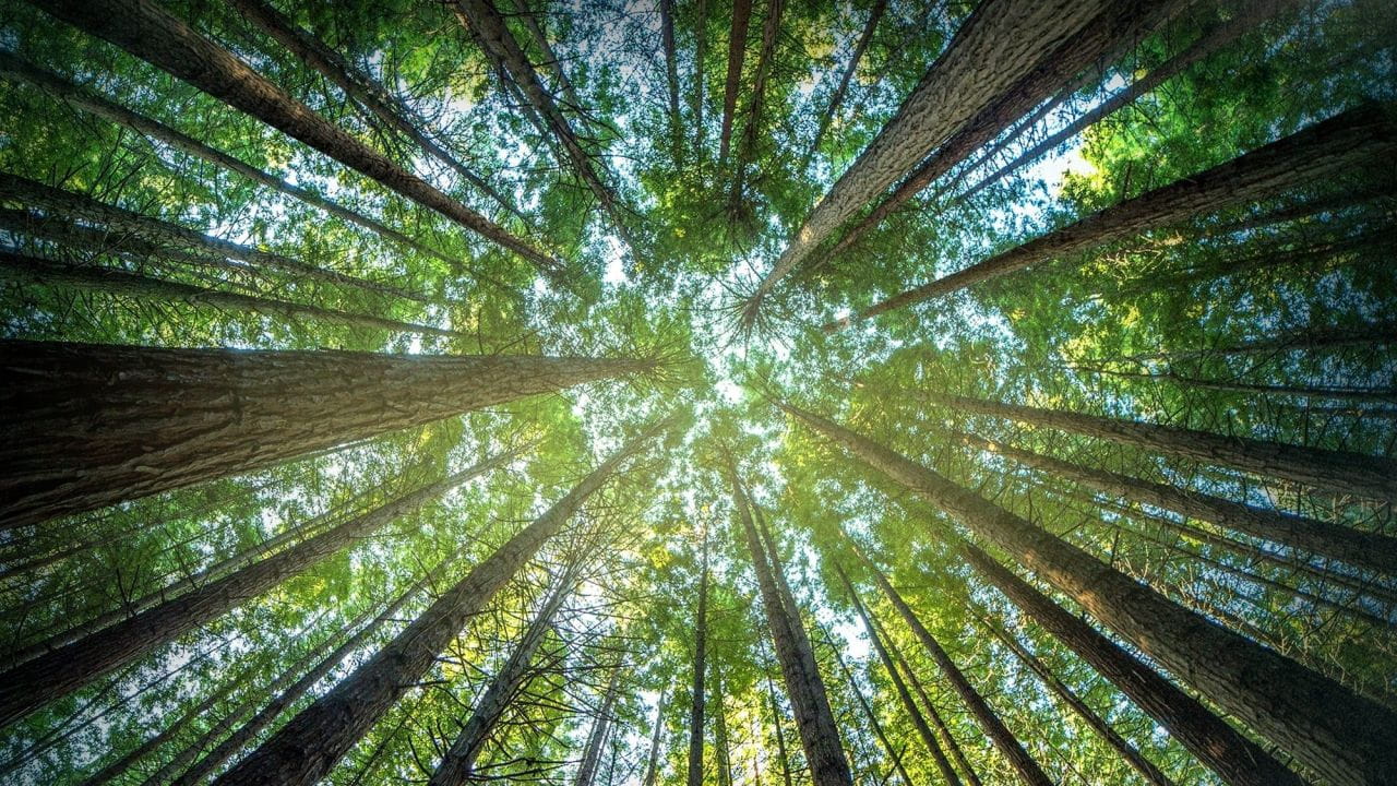 Timber Titans ( 2024 )