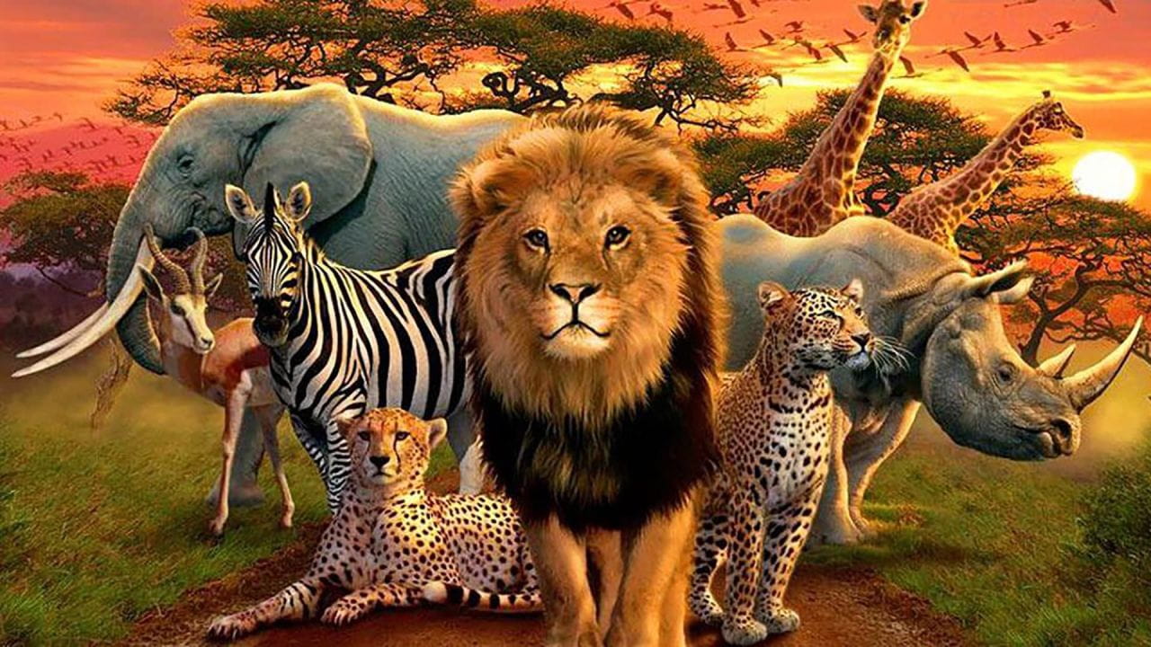 Great Species of Africa (2023)
