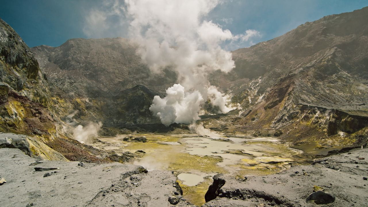 Wild New Zealand
