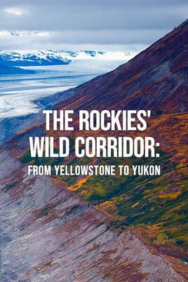 Watch The Rockies Wild Corridor From Yellowstone To Yukon online