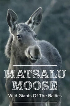 Ara Matsalu Moose Wild Giants of the Baltics online