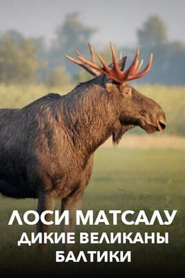 Лоси Матсалу дикие великаны Балтики онлайн қарау