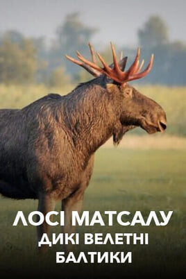 Gledajte Matsalu Moose Wild Giants of the Baltics onlajn