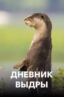 Дневник выдры