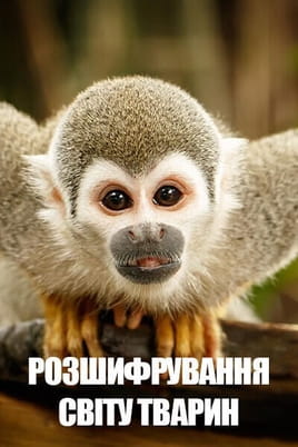 Animals Decoded onlayn baxın