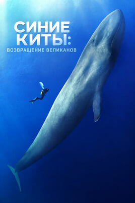 Синие киты: возвращение великанов