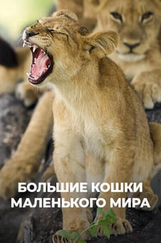 Смотреть Большие кошки маленький мир онлайн