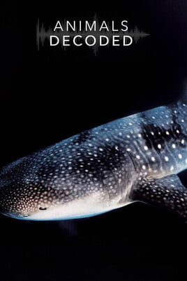 Watch Animals Decoded online