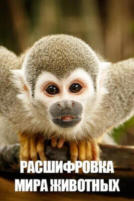 Смотреть Расшифровка мира животных онлайн