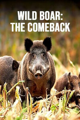 Watch Wild Boar The Comeback online