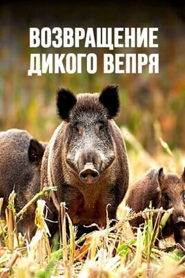 Смотреть Возвращение дикого вепря онлайн