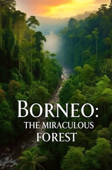 Watch Borneo The Miraculous Forest online