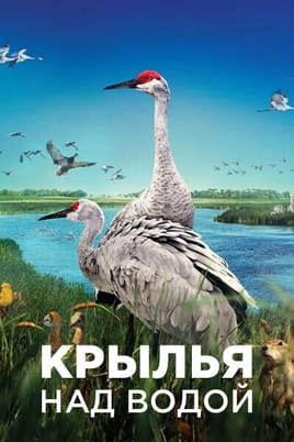 Крылья над водой