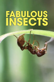 Fabulous Insects çevrimiçi izle