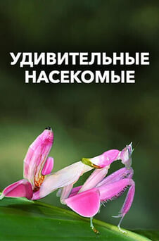 Смотреть Удивительные насекомые онлайн