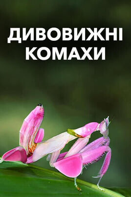 Gledajte Fabulous Insects onlajn